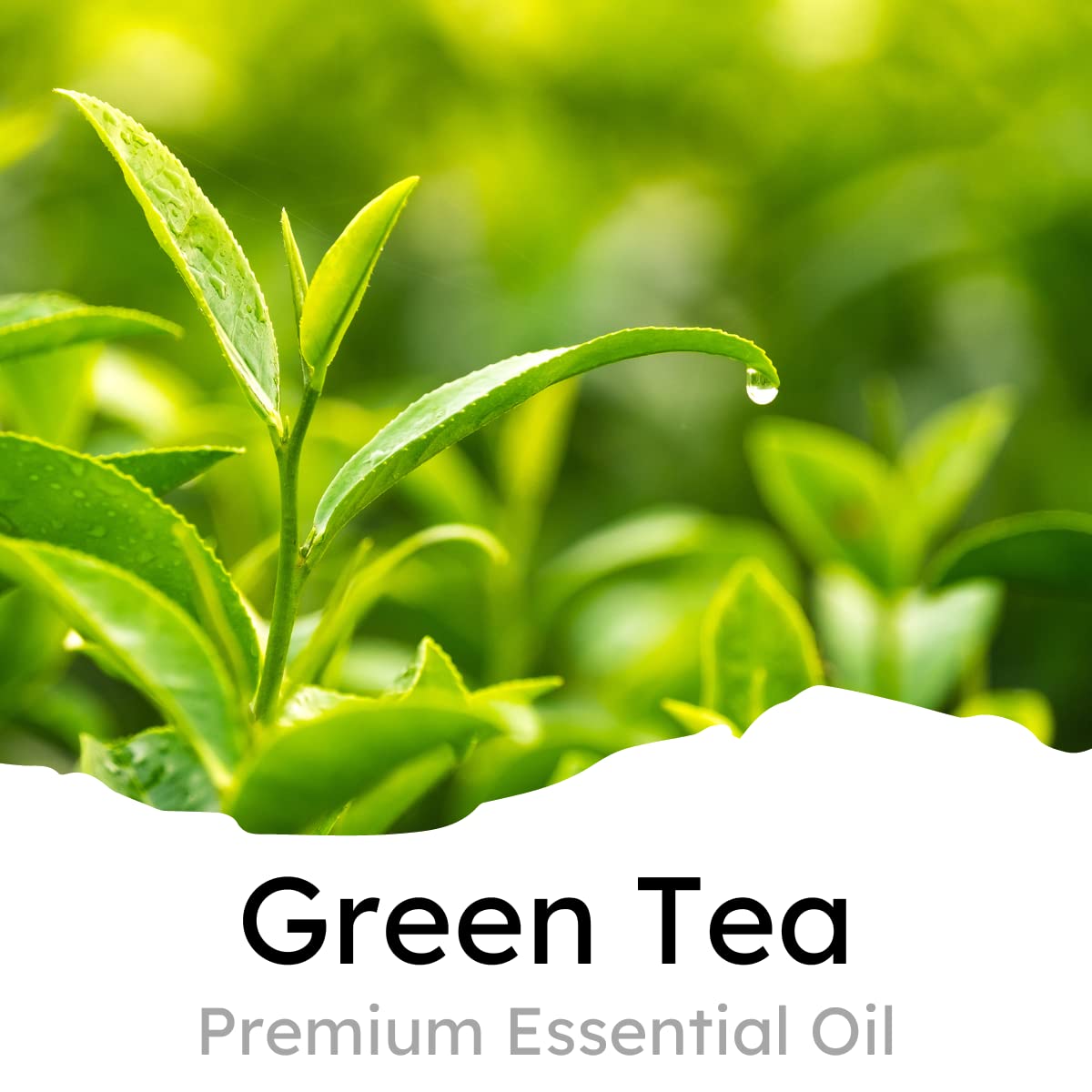 Air Jungles Green Tea Scent Car Air Freshener Clip