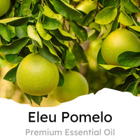 Thumbnail for Air Jungles Green Tea Scent Car Air Freshener Clip
