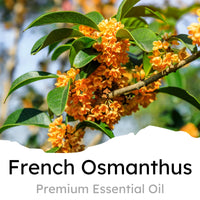 Thumbnail for Air Jungles Green Tea Scent Car Air Freshener Clip